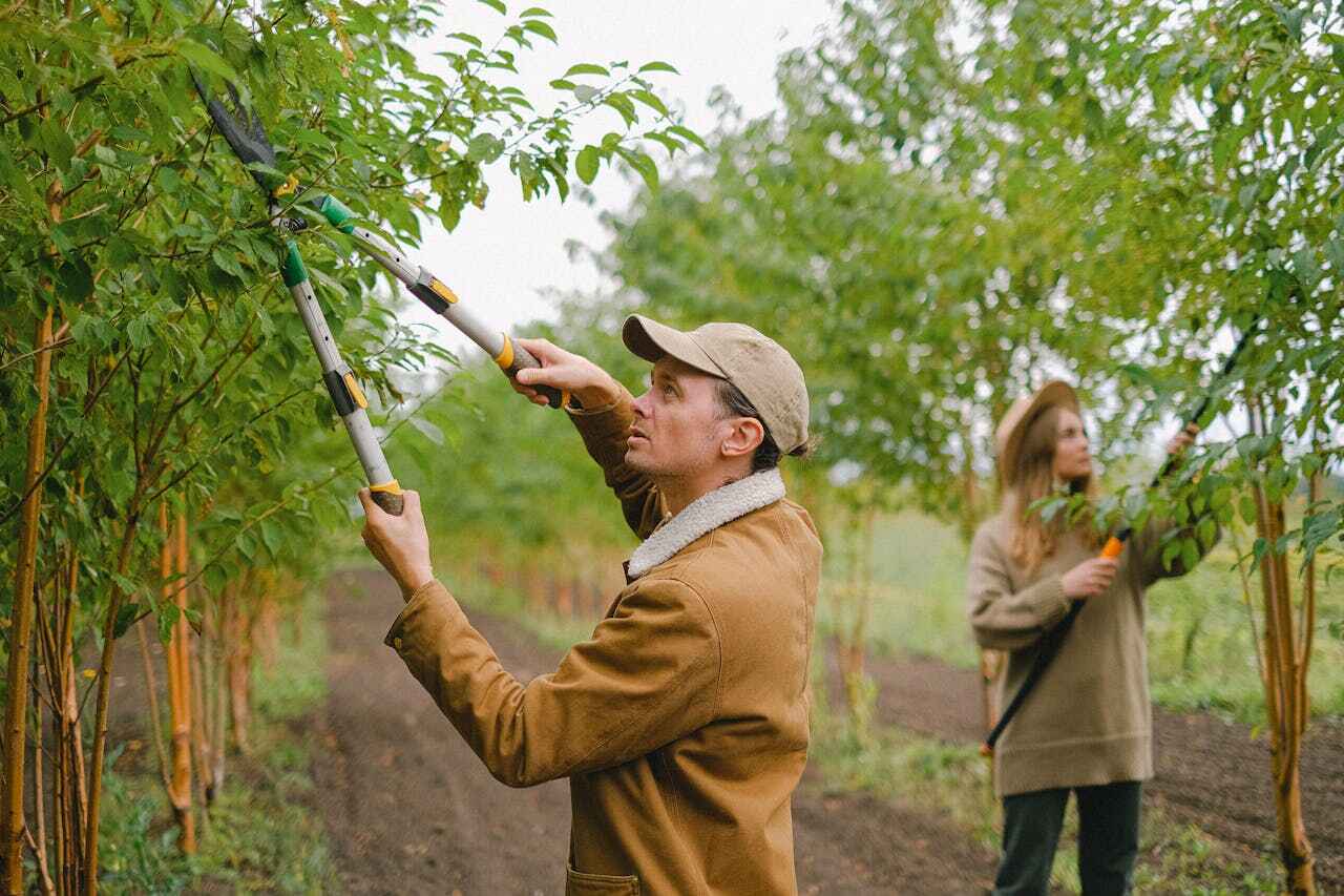 Best Best Tree Removal Services  in Raintree Plantation, MO